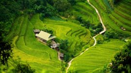Petani merasakan manfaat kebijakan HPP Gabah Kering Panen (GKP) yang ditetapkan Presiden Prabowo Subianto sebesar Rp6.500 per kilogram. (Pixabay.com/chienba)