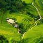 Petani merasakan manfaat kebijakan HPP Gabah Kering Panen (GKP) yang ditetapkan Presiden Prabowo Subianto sebesar Rp6.500 per kilogram. (Pixabay.com/chienba)